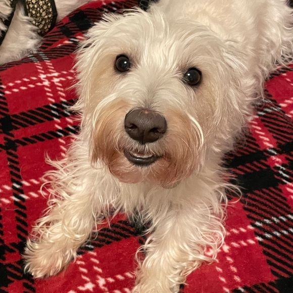 Meet your Posher, Lovada - Picture 3 of 11